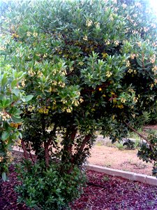 Arbutus unedo plant Dehesa Boyal de Puertollano, Spain