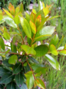Arbutus unedo spring sprout, Dehesa Boyal de Puertollano, Spain