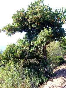 Arbutus unedo habit, Sierra Madrona, Spain