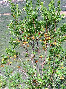Arbutus unedo flowers and fruits, Sierra Madrona, Spain