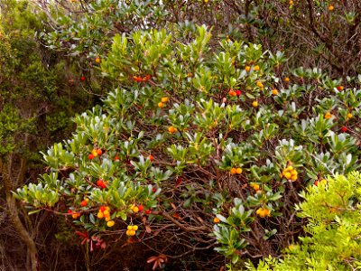 Westlicher Erdbeerbaum am Monte Moro, Gallura, Sardinien