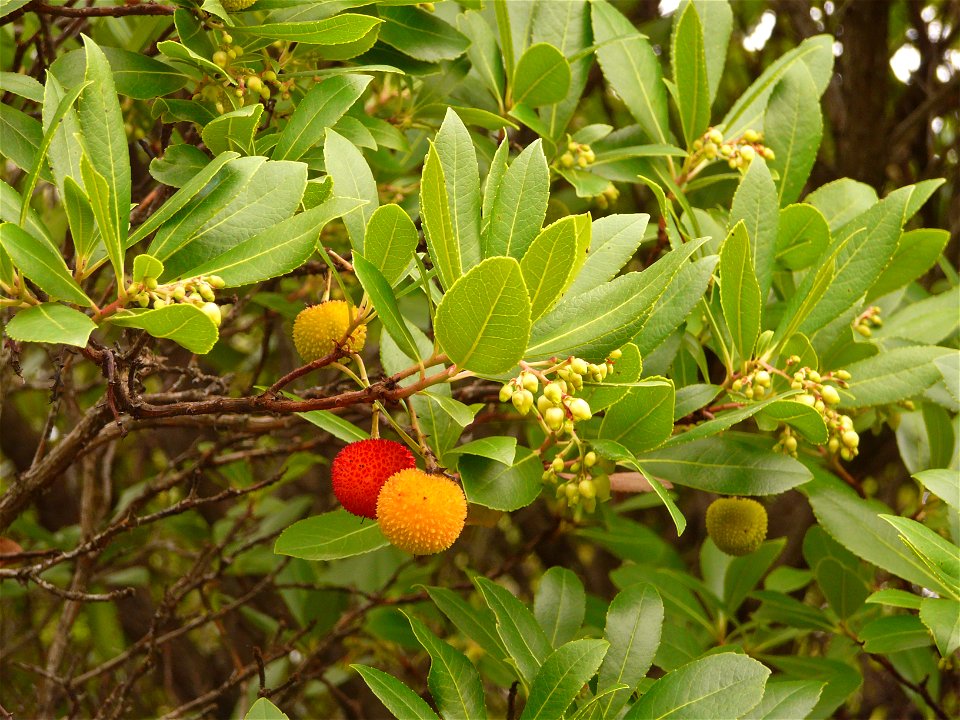 Westlicher Erdbeerbaum am Monte Moro, Gallura, Sardinien