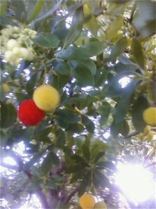 pic of a tree i saw