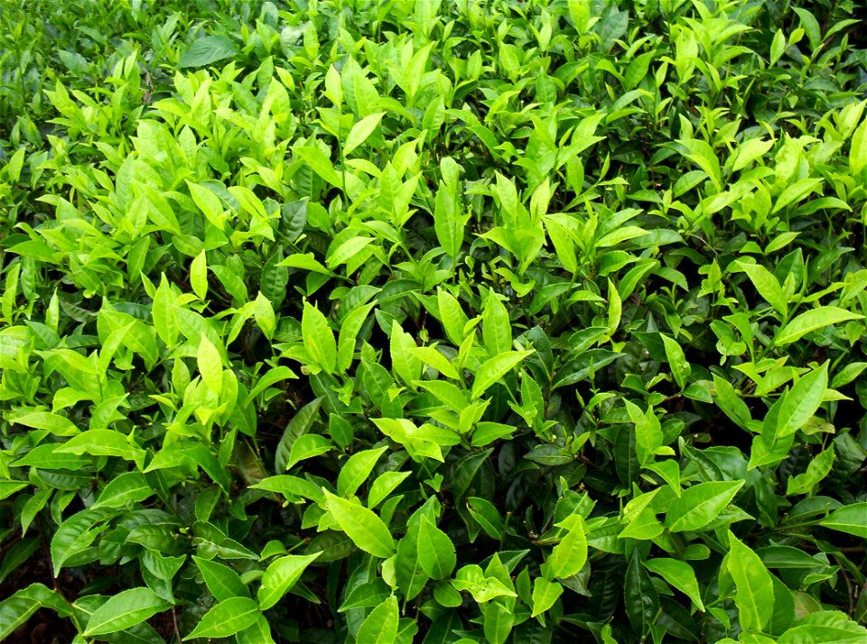 Tea plants photo