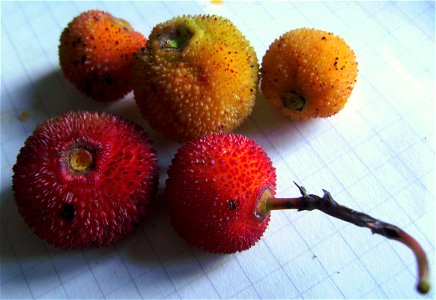 Some arbutus unedo fruits, the yellow ones still not complety rippen, Castelltallat, Catalonia