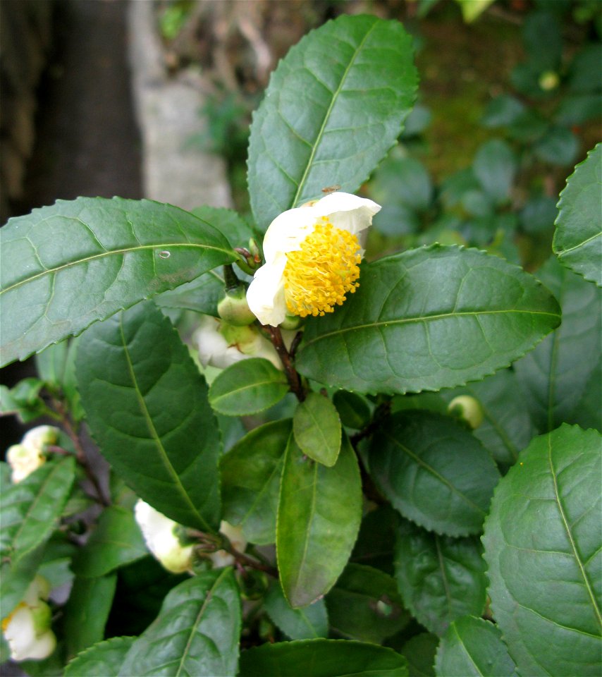 Camellia sinensis, Kyoto city, Japan