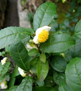 Camellia sinensis, Kyoto city, Japan photo