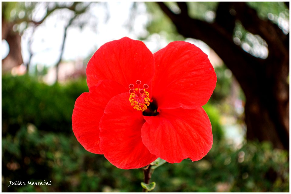 Camellia japónica photo