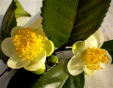 Flowers of the Camellia sinensis photo