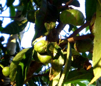 Fruits of Camellia sinensis photo