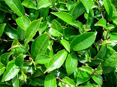 Closeup of leaves of tea plant Camellia sinensis