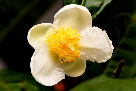 Flower of Camellia sinensis - diameter aprox 1.5 cm photo