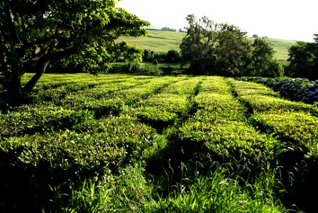 Plantação de Chá Gorreana, Camellia sinensis, Ribeira Grande, ilha de São Miguel, Açores photo