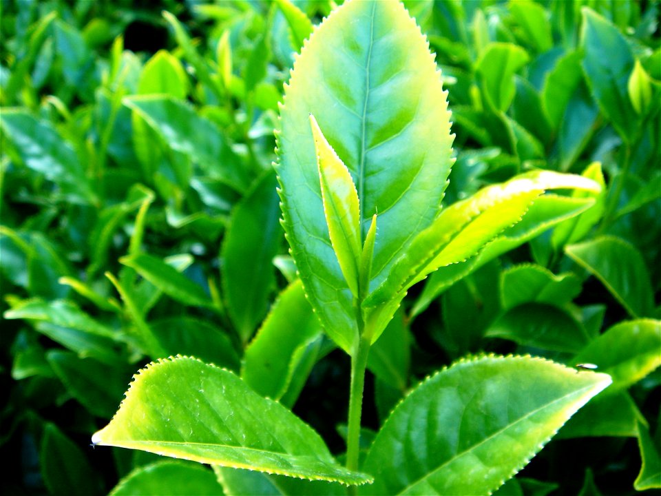 Camellia sinensis photo