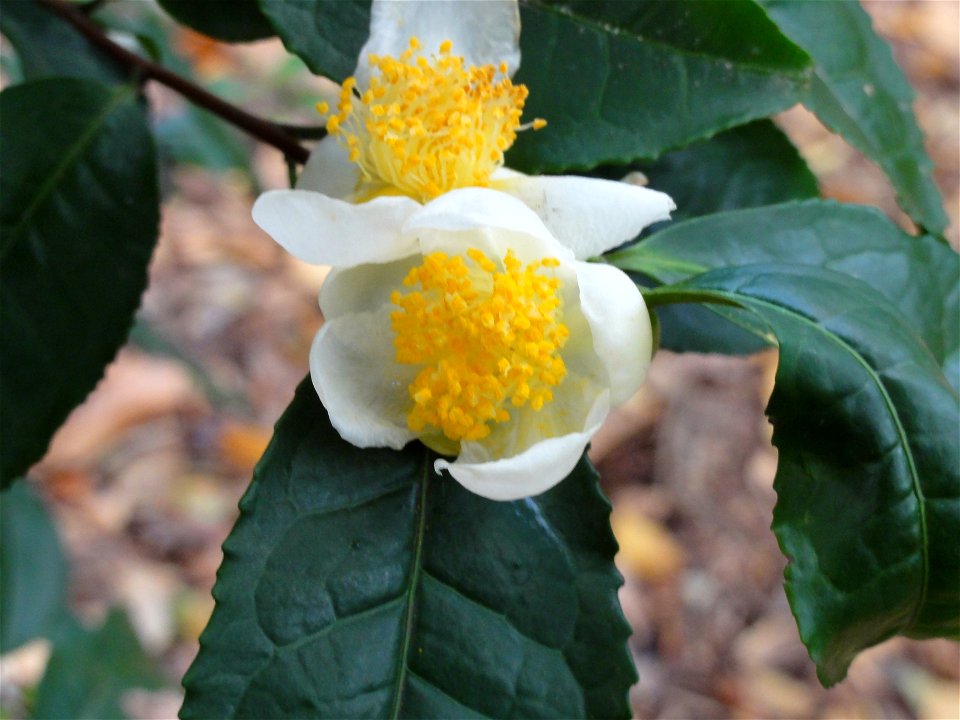 チャノキ[茶の木][Camellia sinensis]-花02