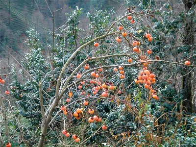 Diospyros kaki photo