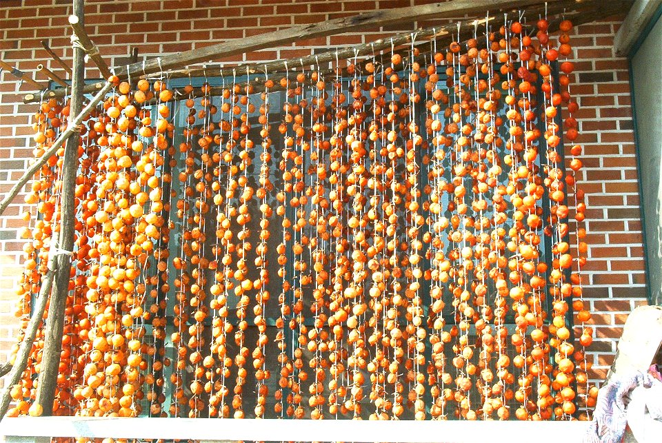 Kaki fruits (ko:감나무) are hanging for drying in front of an old Korean house near 대둔산 Daedunsan