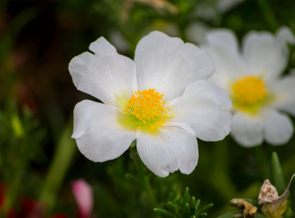 Spring summer flora