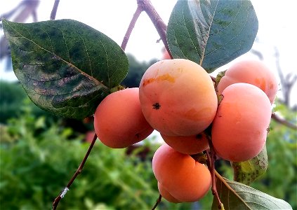 Persimmons (dangam-type) photo