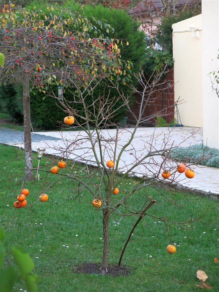 Persimmon in a suburb near Paris : Vaires-sur-Marne (Seine-et-Marne, France).