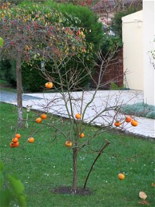 Persimmon in a suburb near Paris : Vaires-sur-Marne (Seine-et-Marne, France).