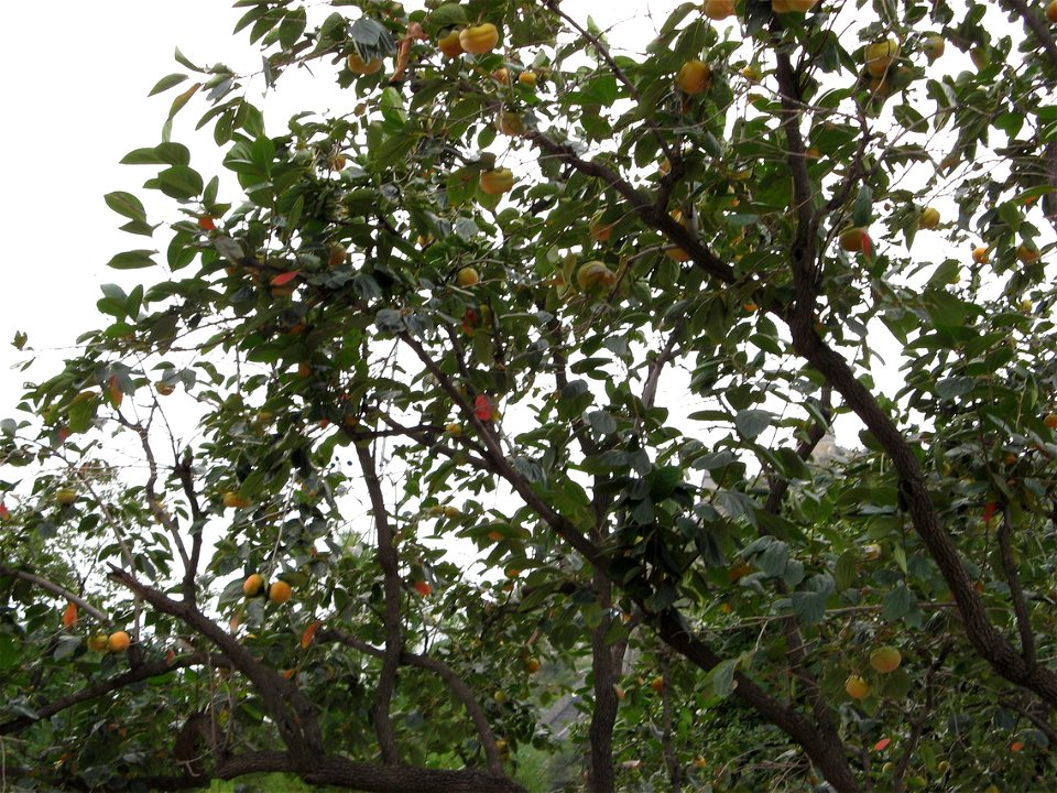 Diospyros kaki cultivar - Beijing, China