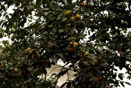 Diospyros kaki cultivar in China