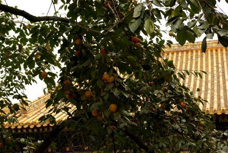 Diospyros kaki cultivar in China