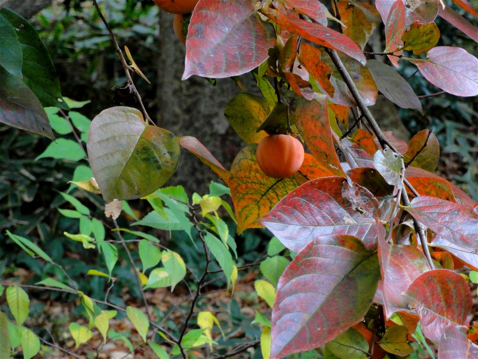 カキノキ[柿の木][Diospyros kaki Thunb.]-実