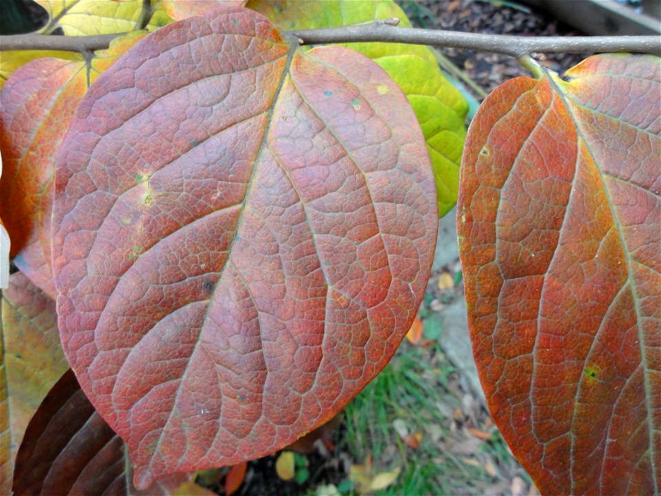 カキノキ[柿の木][Diospyros kaki Thunb.]-葉01