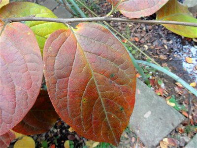 カキノキ[柿の木][Diospyros kaki Thunb.]-葉02