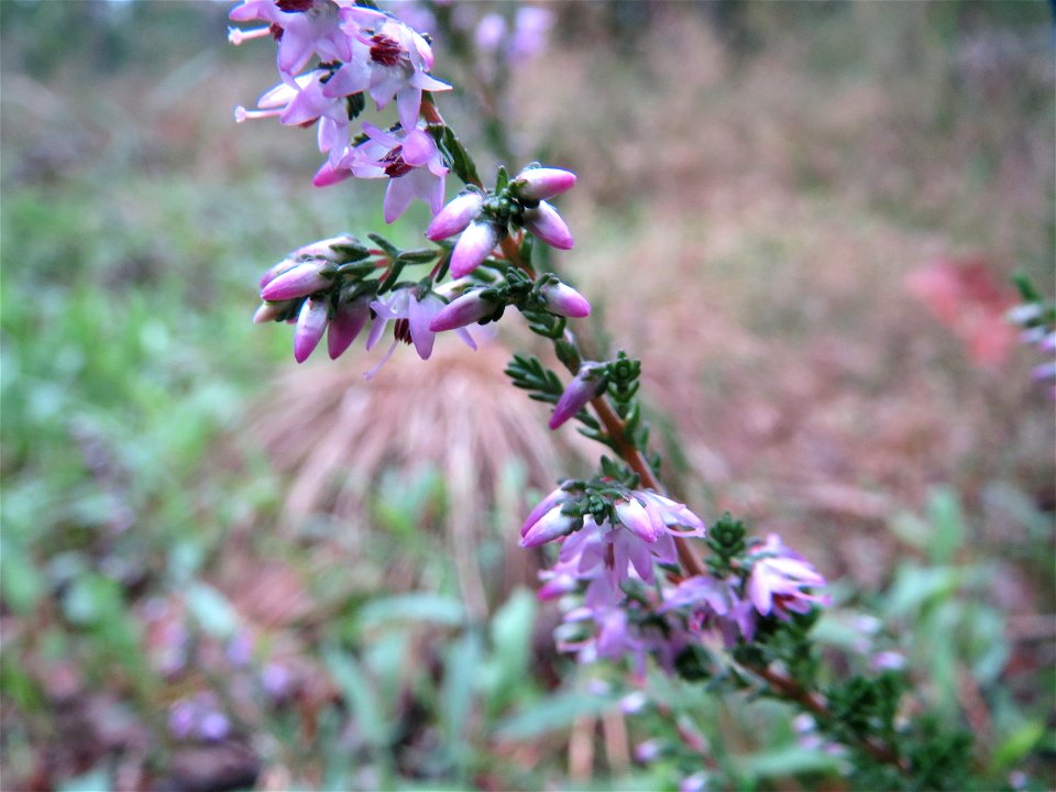 Besenheide (Calluna vulgaris) im Schwetzinger Hardt