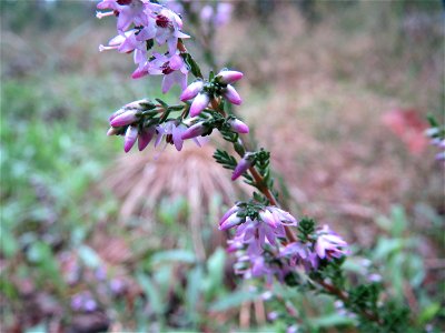 Besenheide (Calluna vulgaris) im Schwetzinger Hardt