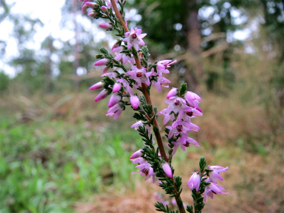 Besenheide (Calluna vulgaris) im Schwetzinger Hardt