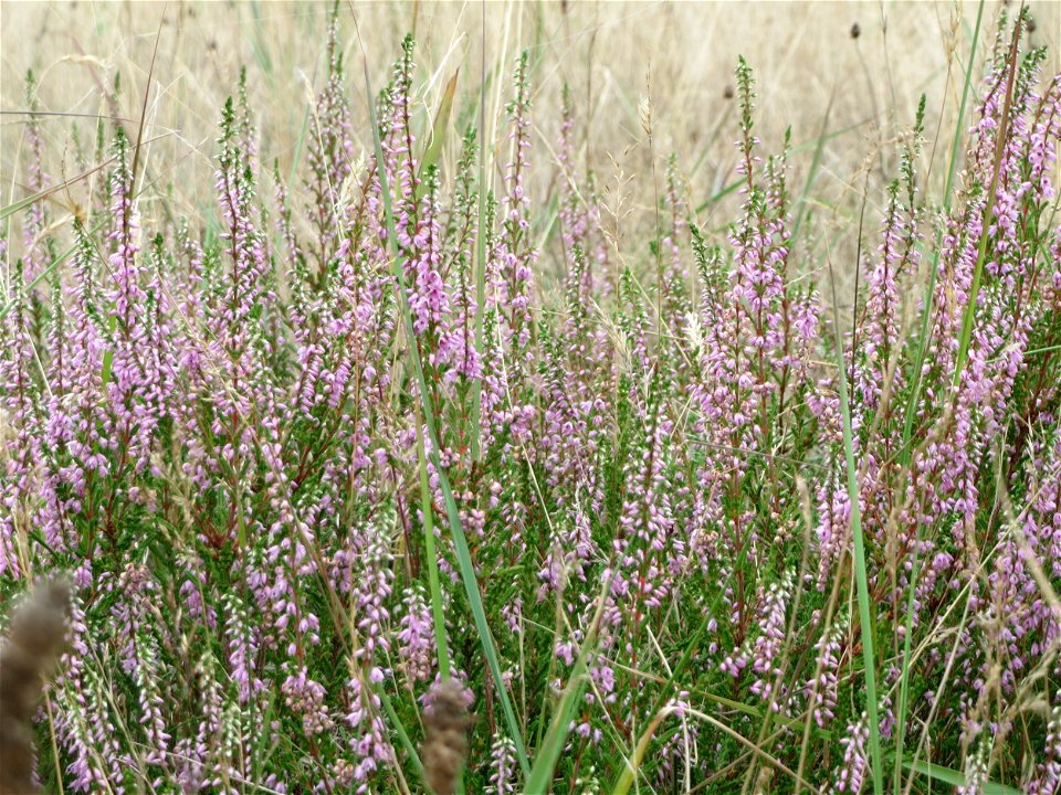 Besenheide (Calluna vulgaris) im Schwetzinger Hardt