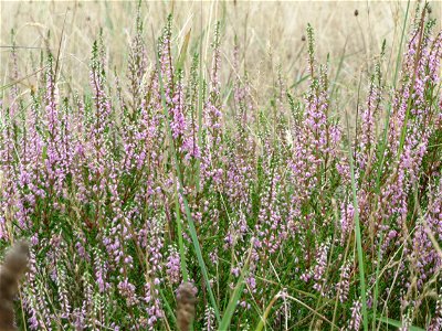 Besenheide (Calluna vulgaris) im Schwetzinger Hardt