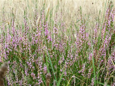 Besenheide (Calluna vulgaris) im Schwetzinger Hardt photo