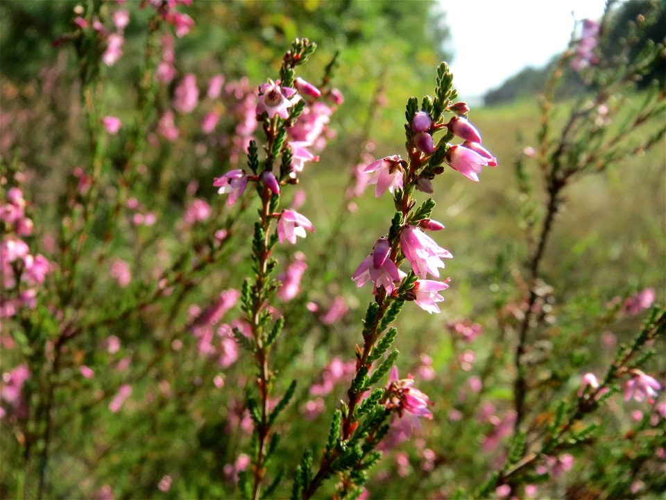 Besenheide (Calluna vulgaris) im Schwetzinger Hardt