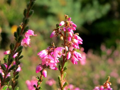 Besenheide (Calluna vulgaris) im Schwetzinger Hardt photo