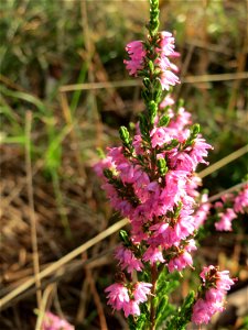 Besenheide (Calluna vulgaris) im Schwetzinger Hardt photo