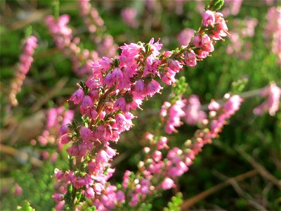 Besenheide (Calluna vulgaris) im Schwetzinger Hardt photo