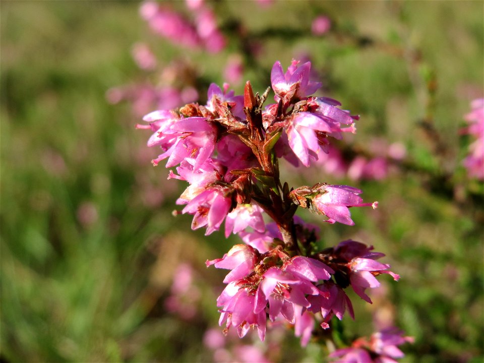 Besenheide (Calluna vulgaris) im Schwetzinger Hardt