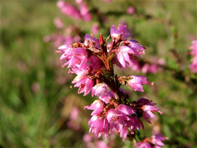 Besenheide (Calluna vulgaris) im Schwetzinger Hardt photo