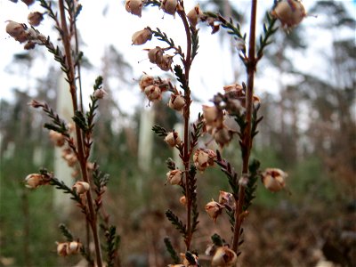Besenheide (Calluna vulgaris) im Schwetzinger Hardt