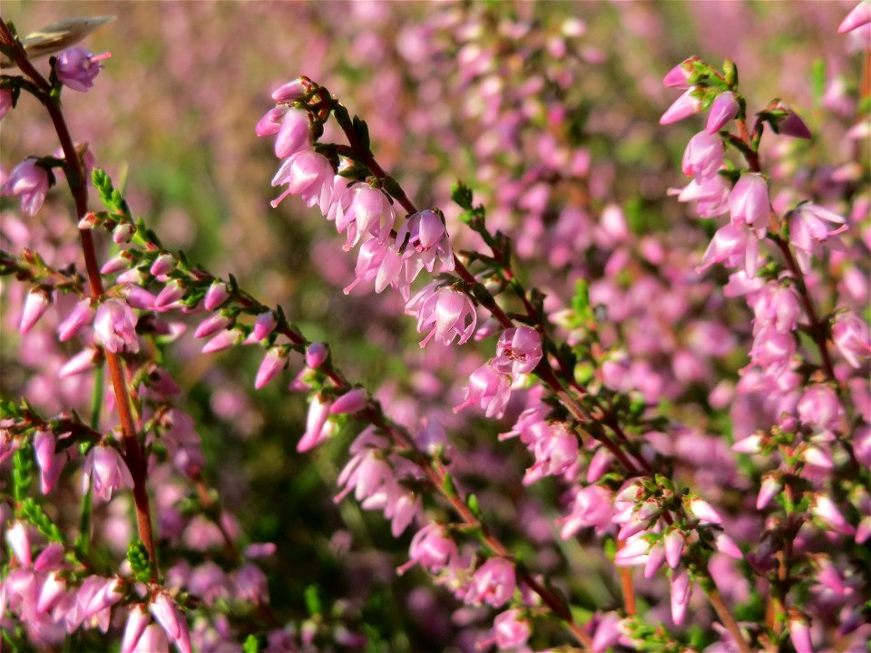Besenheide (Calluna vulgaris) im Schwetzinger Hardt - an der Bahnstrecke Mannheim-Karlsruhe findet sich ein kleines Sandmagerrasen-Biotop mit typischer Binnendünen-Vegetation