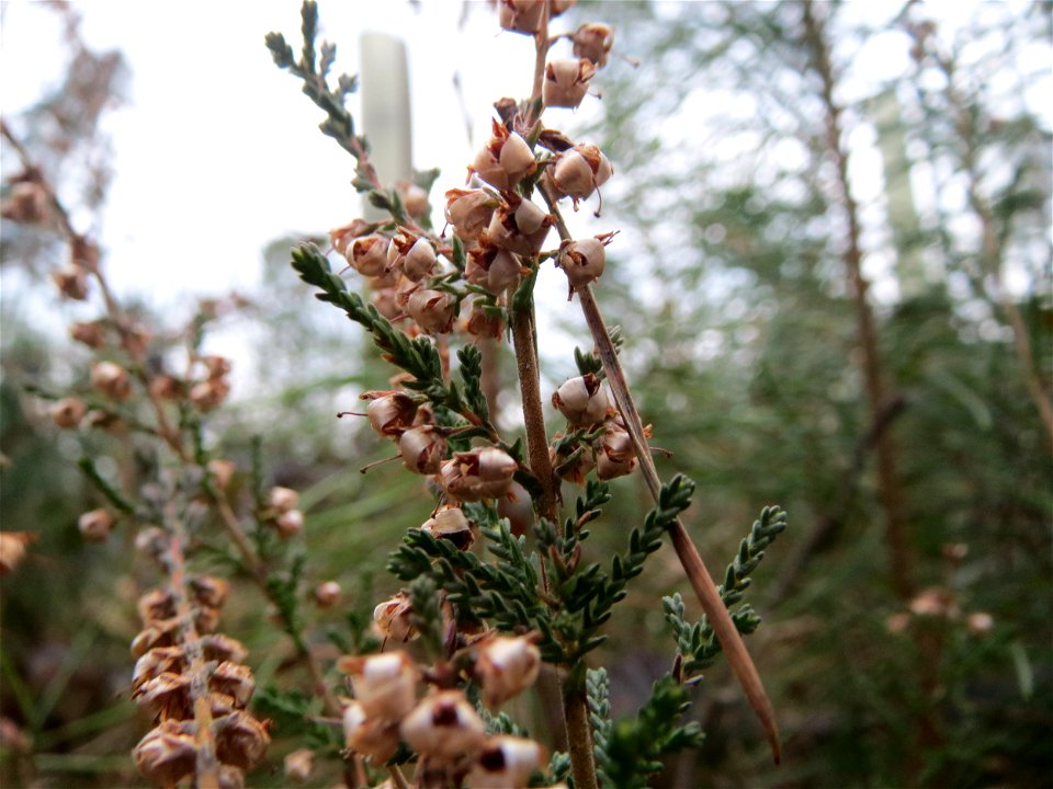 Besenheide (Calluna vulgaris) im Schwetzinger Hardt