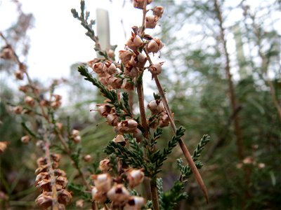 Besenheide (Calluna vulgaris) im Schwetzinger Hardt photo