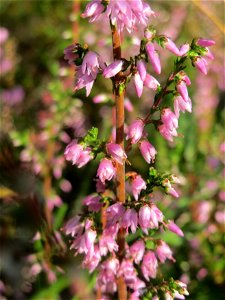 Besenheide (Calluna vulgaris) im Schwetzinger Hardt - an der Bahnstrecke Mannheim-Karlsruhe findet sich ein kleines Sandmagerrasen-Biotop mit typischer Binnendünen-Vegetation