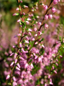 Besenheide (Calluna vulgaris) im Schwetzinger Hardt - an der Bahnstrecke Mannheim-Karlsruhe findet sich ein kleines Sandmagerrasen-Biotop mit typischer Binnendünen-Vegetation