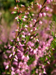 Besenheide (Calluna vulgaris) im Schwetzinger Hardt - an der Bahnstrecke Mannheim-Karlsruhe findet sich ein kleines Sandmagerrasen-Biotop mit typischer Binnendünen-Vegetation photo